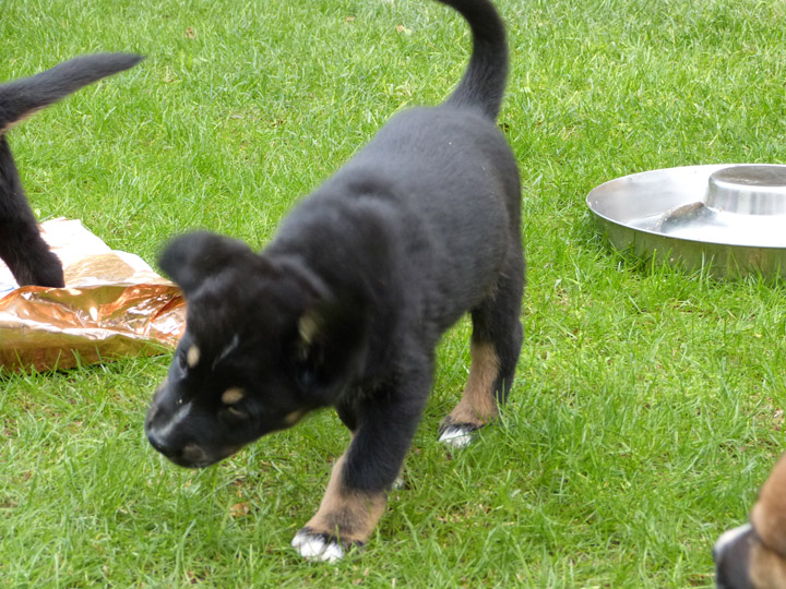chinook dog